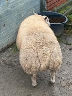 Texelbok, Animaux & Accessoires, Moutons, Chèvres & Cochons, Mâle, Mouton, 0 à 2 ans