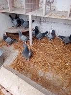 11 jonge duiven van 2026 !!!!, Dieren en Toebehoren, Postduif