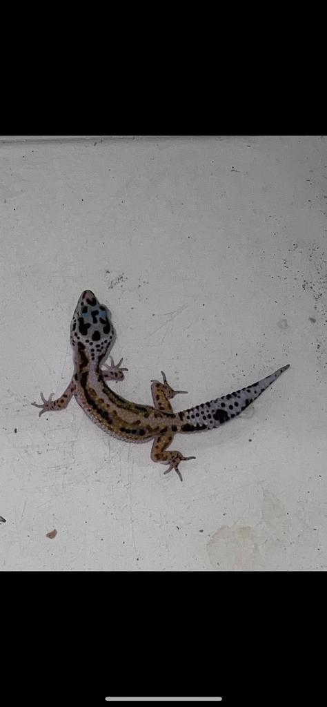 Baby’s Luipaard gekko’s, Dieren en Toebehoren, Reptielen en Amfibieën