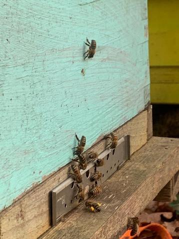 Buckfast bijenvolkje warré