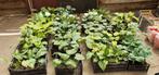 Hosta's 60 soorten jonge scheuten, Vaste plant, Halfschaduw, Zomer, Ophalen