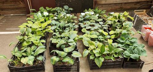Hosta's 60 soorten jonge scheuten, Tuin en Terras, Planten | Tuinplanten, Vaste plant, Overige soorten, Halfschaduw, Zomer, Ophalen