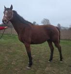 7 jarige casall merrie, Dieren en Toebehoren, Merrie, Springpaard, Gechipt, Zadelmak