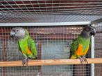 Koppel bonte boeren evt te ruil, Dieren en Toebehoren, Vogels | Parkieten en Papegaaien, Meerdere dieren, Papegaai, Geringd