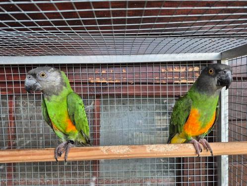 Koppel bonte boeren evt te ruil, Dieren en Toebehoren, Vogels | Parkieten en Papegaaien, Papegaai, Meerdere dieren, Geringd