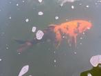 Koi's, Dieren en Toebehoren