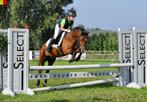 Sportpony B, Dieren en Toebehoren, Pony's, Gechipt, Ruin, Springpony, L