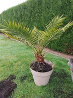 Palm, Tuin en Terras, Planten | Bomen, Ophalen of Verzenden