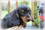 Teckel pups langhaar, Dieren en Toebehoren, Honden | Teckels en Dashonden, België, CDV (hondenziekte), 8 tot 15 weken, Langhaar
