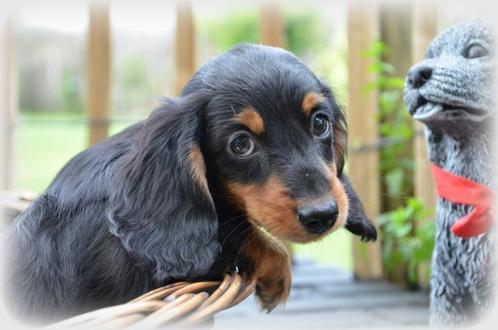 Teckel pups langhaar, Dieren en Toebehoren, Honden | Teckels en Dashonden, Meerdere dieren, Langhaar, Fokker | Professioneel, Meerdere