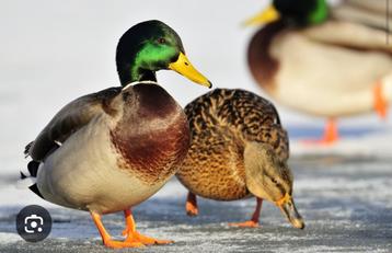 Opvang voor kippen ganzen en eenden  beschikbaar voor biedingen