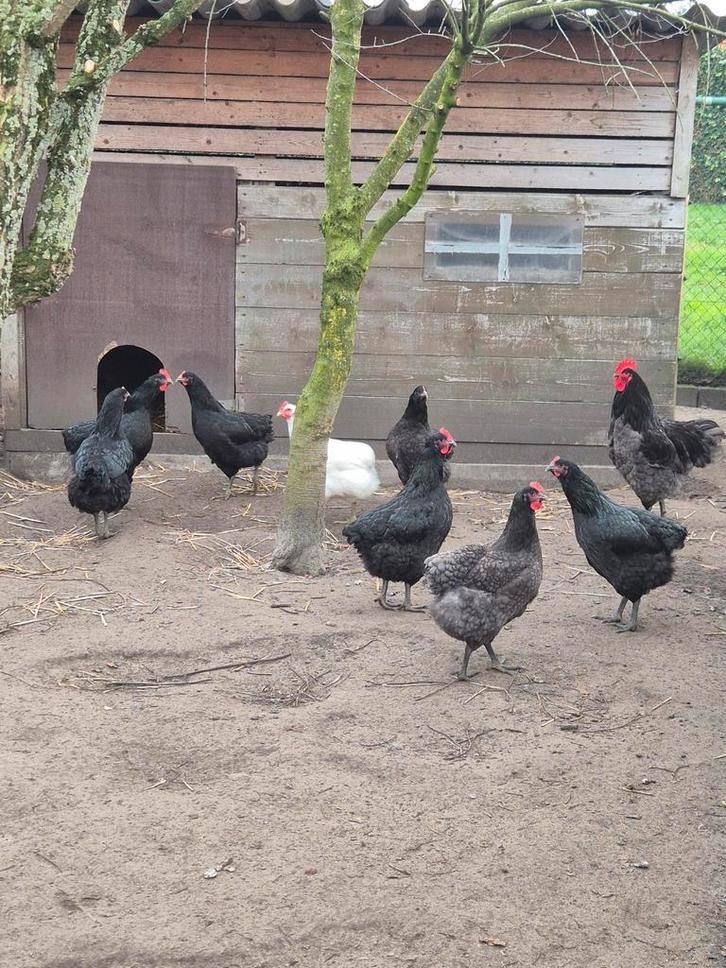 Jersey giant zwart hennen, Dieren en Toebehoren, Pluimvee