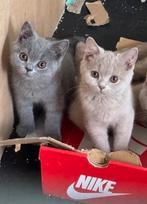 britse korthaar kittens, Dieren en Toebehoren, Kater, Gechipt, 0 tot 2 jaar