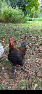 Haantje gratis, Dieren en Toebehoren, Ophalen of Verzenden