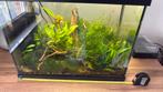 Garnalen aquarium 44x27x34, Ophalen, Zo goed als nieuw