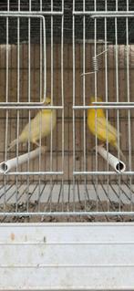 Canari huppé allemand, Ophalen