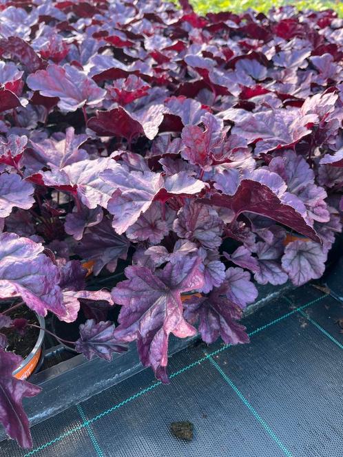 Heuchera hybr. ‘Wildberry’, Tuin en Terras, Planten | Tuinplanten, Vaste plant, Zomer, Ophalen