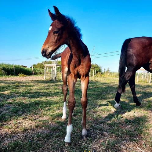 ❤Chellsini z x Vleut❤, Dieren en Toebehoren, Paarden, Hengst, Z