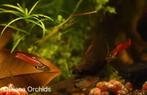 Guppy Endler Red Panther , Oudenburg, Dieren en Toebehoren, Vis