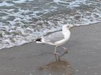 Graag aan zee?, hoog, op Zeedijk te Blankenberge fenomenaal, Immo