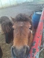 Pony merie, Dieren en Toebehoren, Pony's
