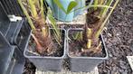 Palmier trachycarpus, Jardin & Terrasse, Enlèvement ou Envoi