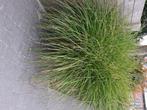 siergrassen, Tuin en Terras, Ophalen, Vaste plant, Siergrassen