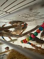 Zebravinken, Dieren en Toebehoren