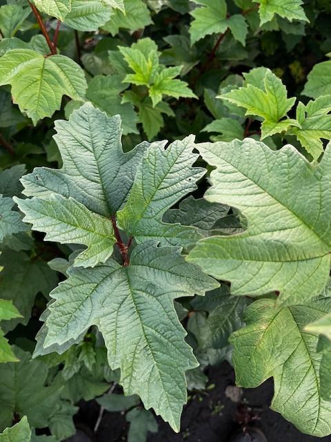 Gelderse roos of Viburnum opulus, Tuin en Terras, Planten | Struiken en Hagen, Struik, Ophalen