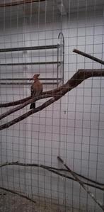 Hoppen, Dieren en Toebehoren, Vogels | Overige Vogels