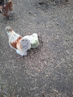 Graag eentje ruilen voor ander bloed, Dieren en Toebehoren