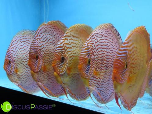 ++EXCLUSIEVE WEISSFLOG DISCUS++ Discusvissen topkwaliteit++, Animaux & Accessoires, Poissons | Poissons d'aquarium, Poisson d'eau douce