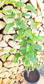 Nashi peer, Tuin en Terras, Planten | Fruitbomen, Lente, Volle zon, Perenboom, 100 tot 250 cm