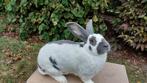 Reuzevlinder groot lotharinger., Mannelijk, Groot