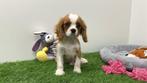 Cavalier King Charles Spaniel pup, Dieren en Toebehoren, België, Reu, 8 tot 15 weken, CDV (hondenziekte)