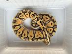 0.1 ball python - pastel lemon pastel fire het clown, Dieren en Toebehoren, Slang, Tam, 0 tot 2 jaar