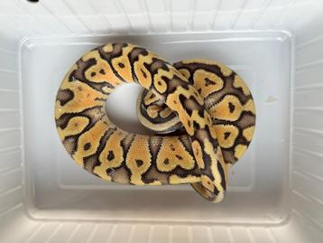 0.1 ball python - pastel lemon pastel fire het clown beschikbaar voor biedingen