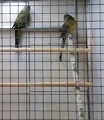 Roodruggen vrouwtjes, Dieren en Toebehoren, Vogels | Parkieten en Papegaaien