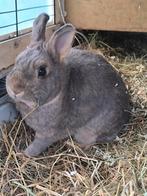 Heel lief schattig dwergkonijn, Dieren en Toebehoren, Konijnen