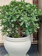 Grote vetplant, Ophalen, Zo goed als nieuw