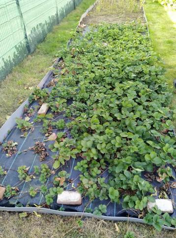 aardbeiplantjes, doornloze bramen, en andere gratis beschikbaar voor biedingen