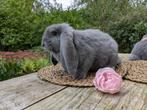 Franse hangoren, Dieren en Toebehoren, Konijnen, Meerdere dieren, Groot, Hangoor, 0 tot 2 jaar