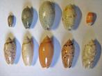 Verzameling schelpen Olividae 54 stuks, Collections, Minéraux & Fossiles, Coquillage(s), Enlèvement ou Envoi