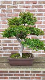 Bonsai Ulmus Parvifolia, Tuin en Terras, Ophalen