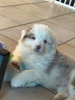 Australian shepherd pups fci pedigree, Dieren en Toebehoren, België, HCC (leverziekte), 8 tot 15 weken, Meerdere