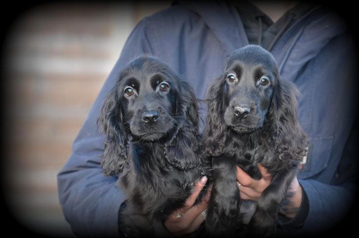 Chiots Cocker Spaniel anglais, Animaux & Accessoires, Chiens | Retrievers, Épagneuls & Chiens d'eau, Chienne, Épagneul, Éleveur | Professionnel