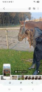 Te koop mooie d pony merrie met veulen, Dieren en Toebehoren, Hengst