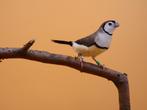 Witstuitbichenowastrilde - Taeniopygia bichenovii bichenovii, Animaux & Accessoires, Oiseaux | Oiseaux Autre, Oiseau tropical