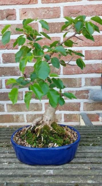 Bonsai Prunus Malaheb beschikbaar voor biedingen