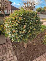 Viburnum boompjes, Tuin en Terras, Ophalen of Verzenden